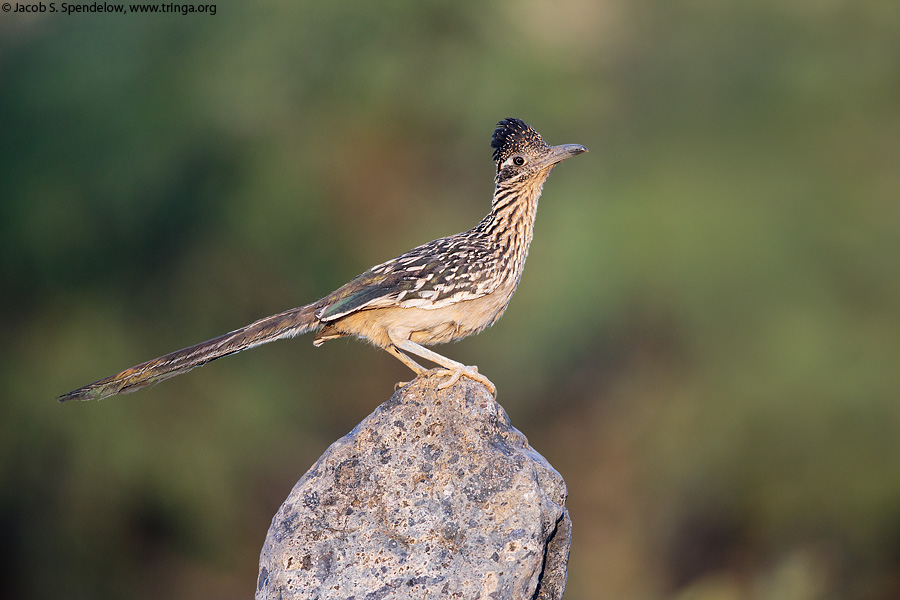 Greater Roadrunner