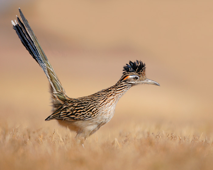 Greater Roadrunner