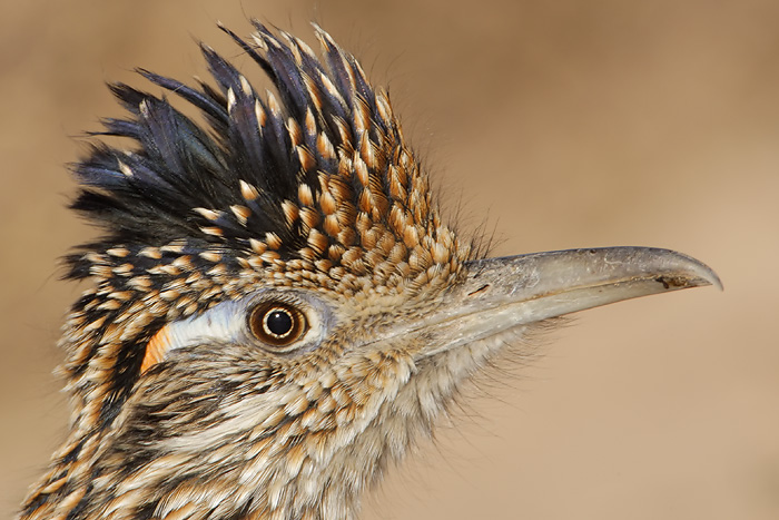 Greater Roadrunner