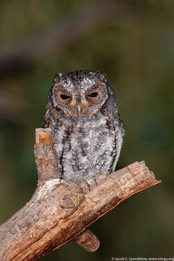 Flammulated Owl