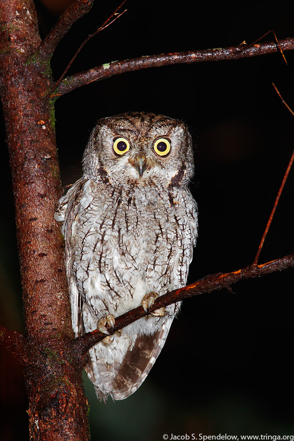 Western Screech-Owl