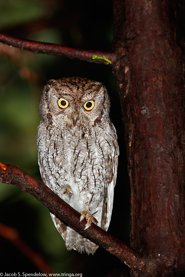 Western Screech-Owl