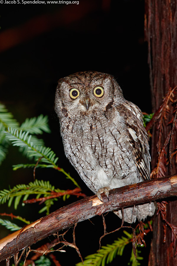 Western Screech-Owl