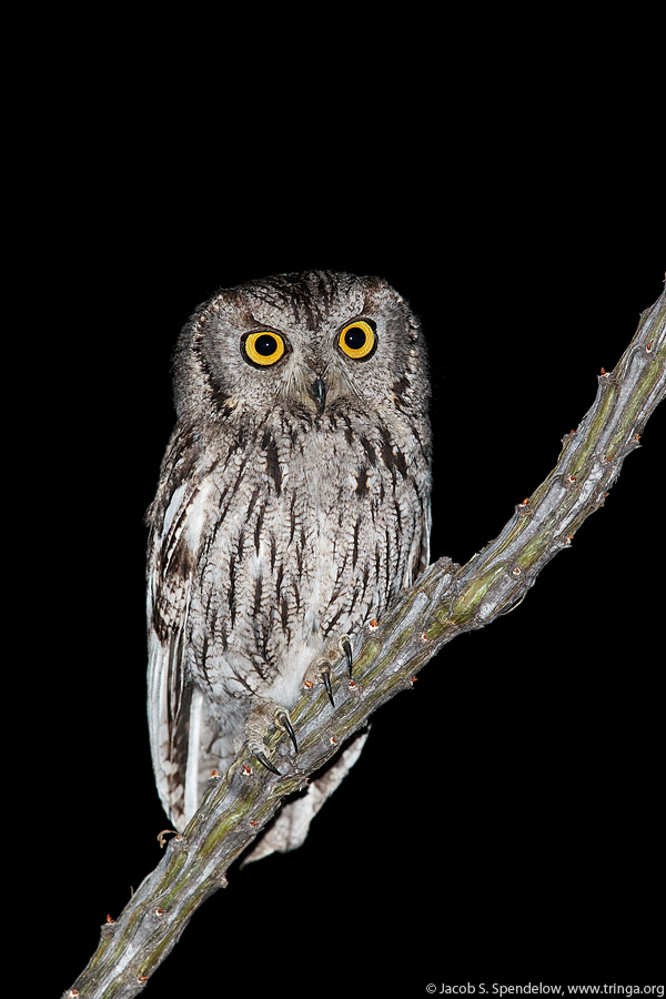 Western Screech-Owl