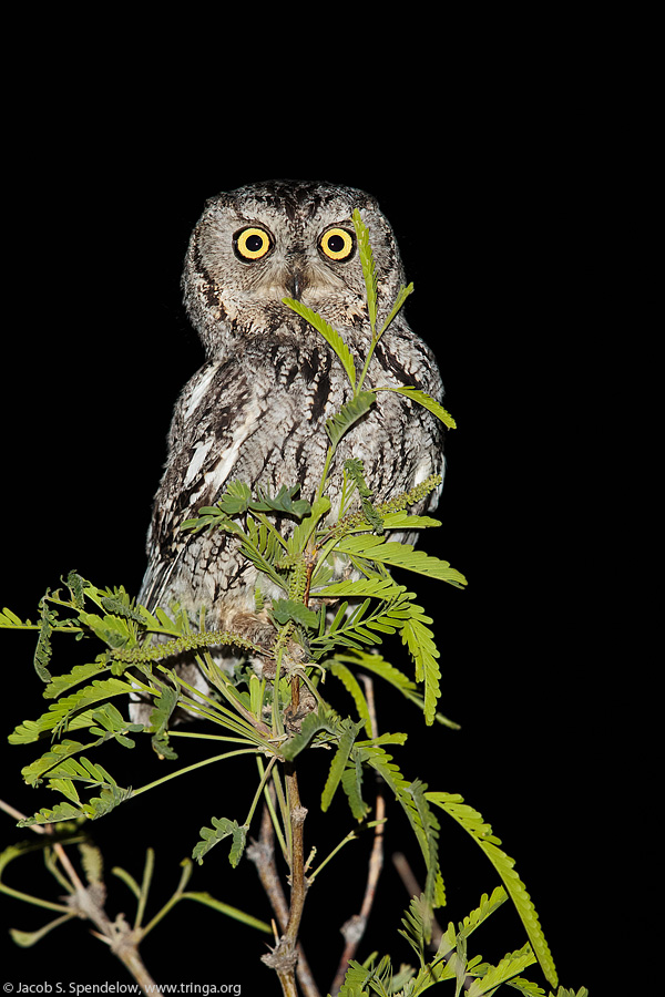 Western Screech-Owl