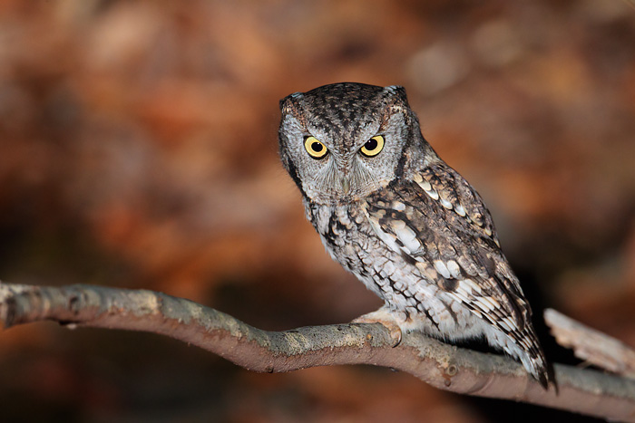 Eastern Screech-Owl