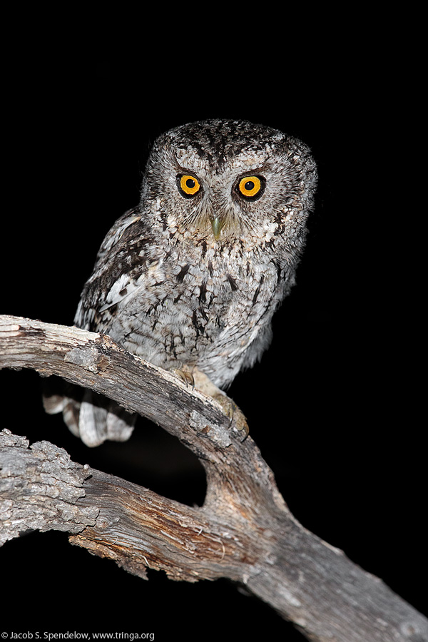 Whiskered Screech-Owl