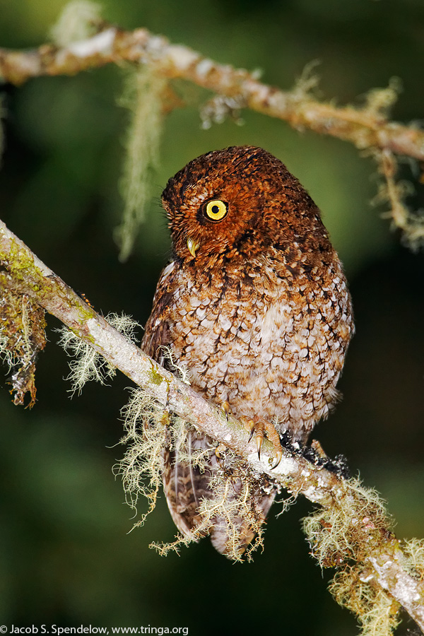 Bare-shanked Screech-Owl