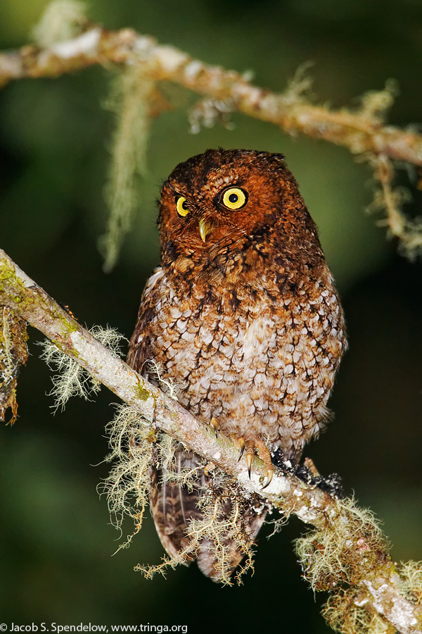 Bare-shanked Screech-Owl