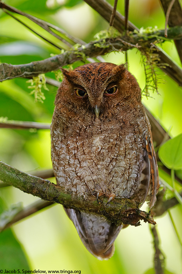 Vermiculated Screech-Owl