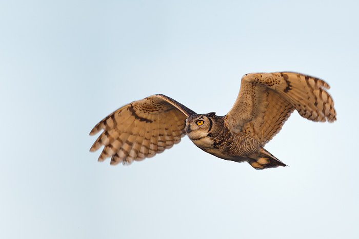 Great Horned Owl