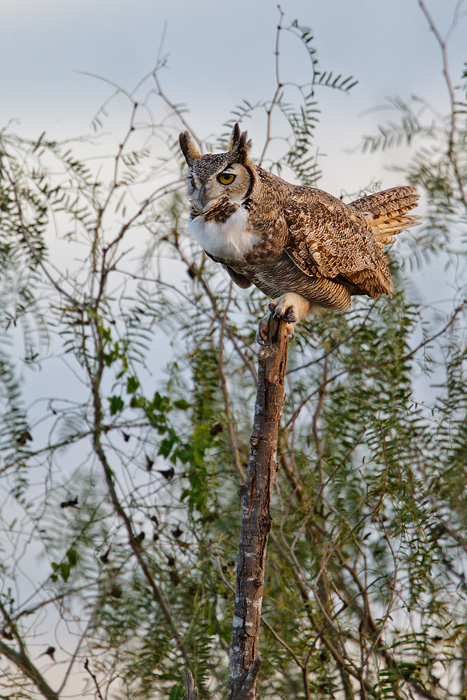 Great Horned Owl