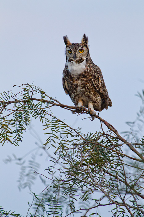 Great Horned Owl