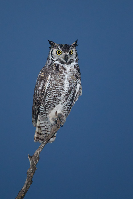 Great Horned Owl