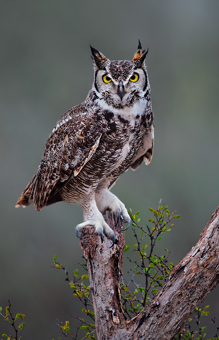 Great Horned Owl