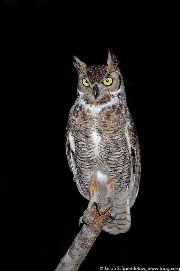 Great Horned Owl