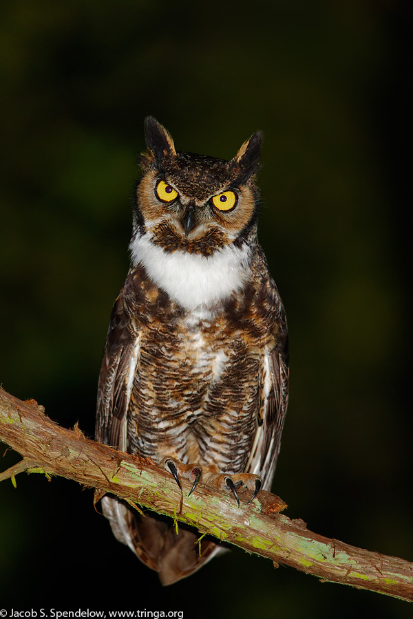 Great Horned Owl