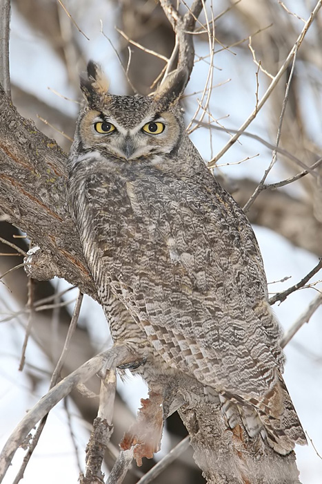 Great Horned Owl