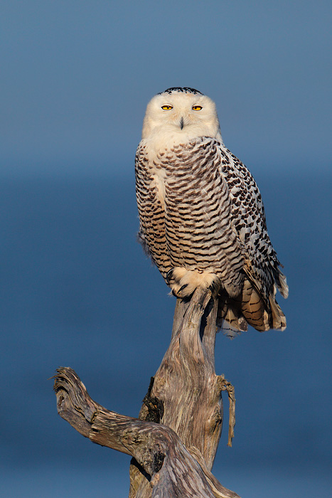 Snowy Owl