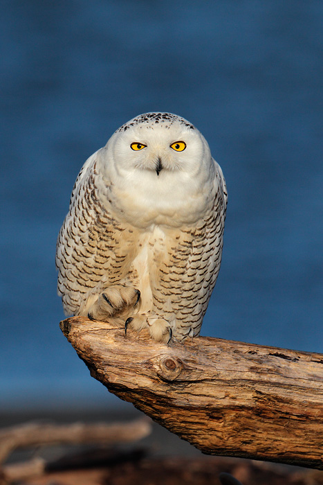 Snowy Owl