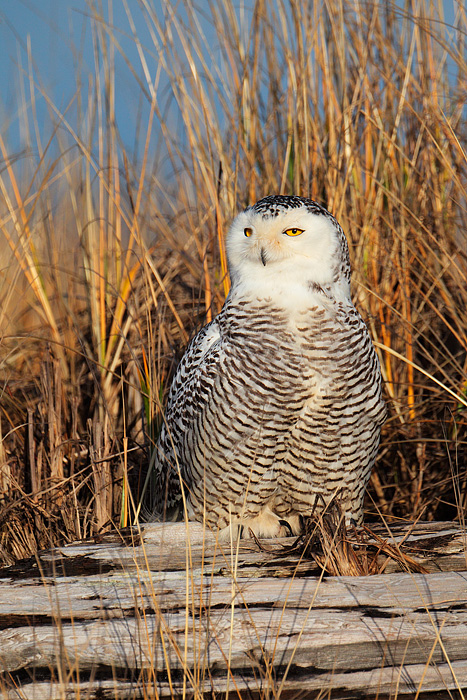 Snowy Owl