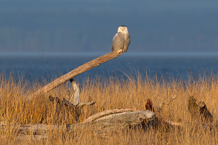 Snowy Owl