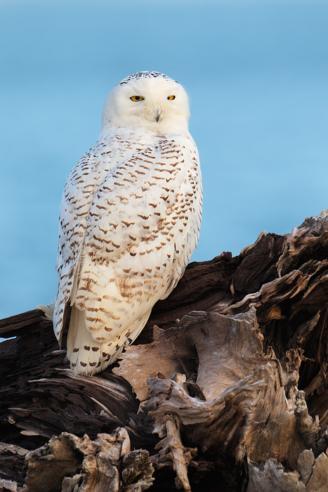 Snowy Owl