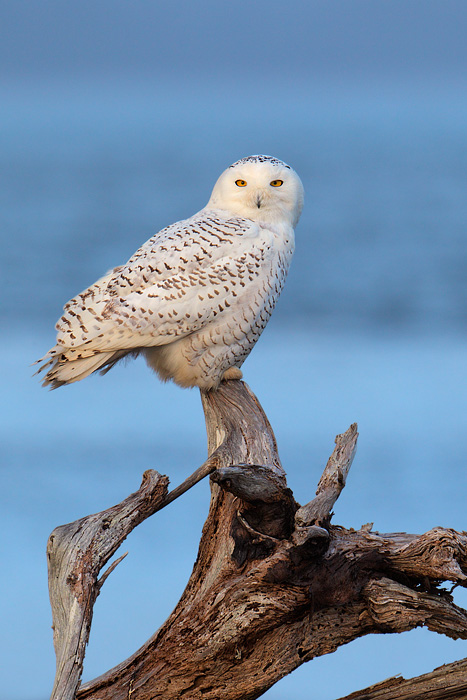 Snowy Owl