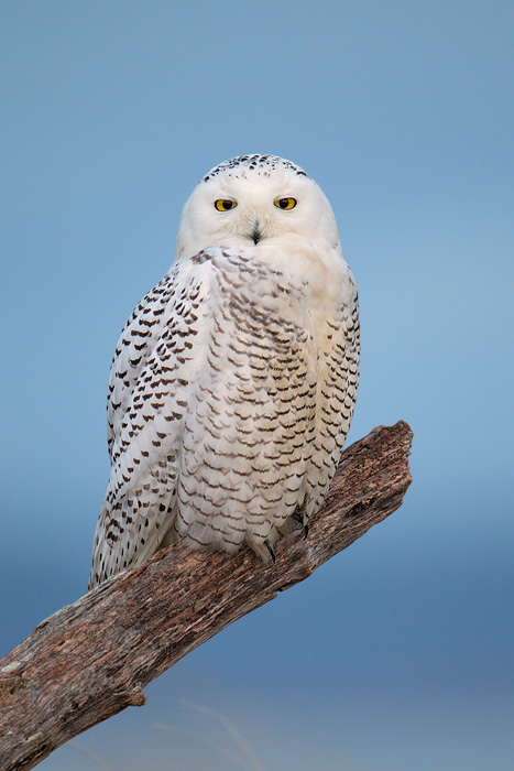 Snowy Owl