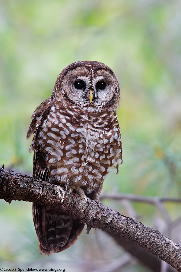 Spotted Owl