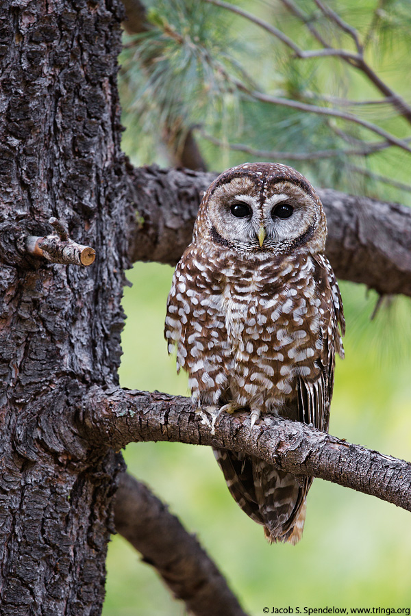 Spotted Owl