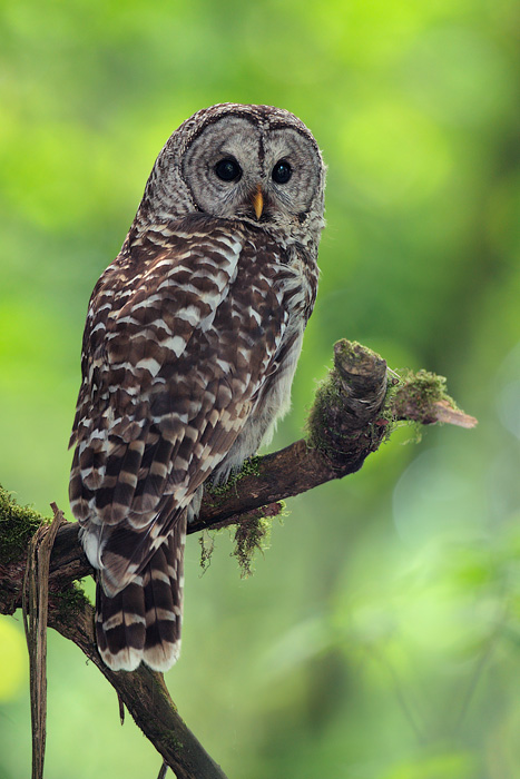 Barred Owl