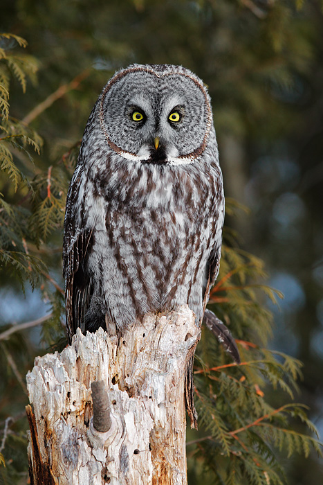 Great Gray Owl