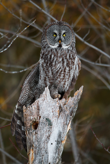 Great Gray Owl