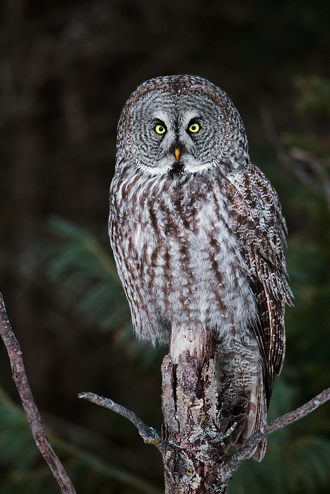 Great Gray Owl