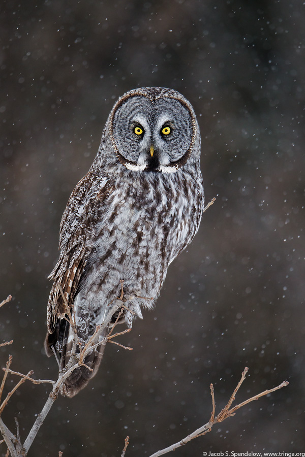 Great Gray Owl