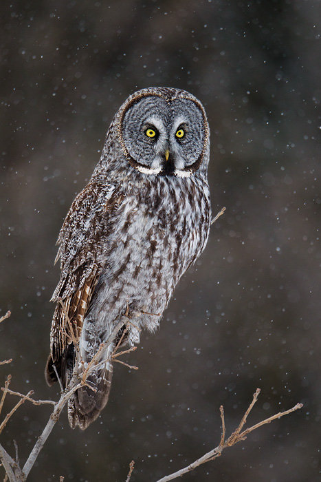 Great Gray Owl