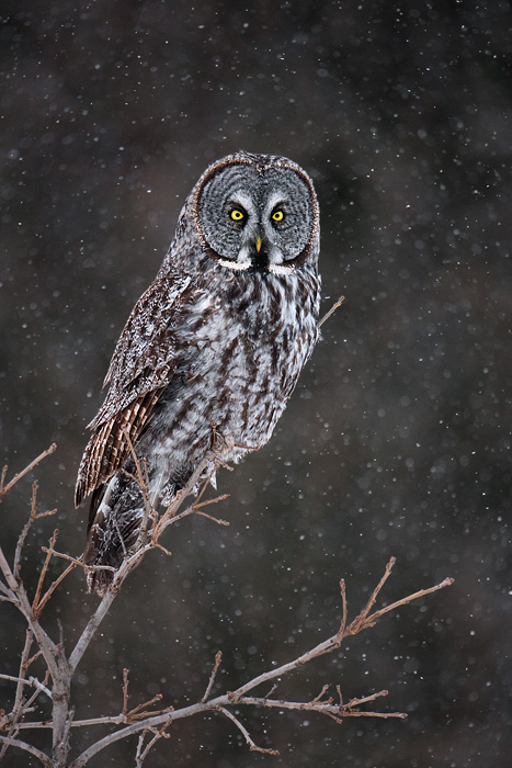 Great Gray Owl