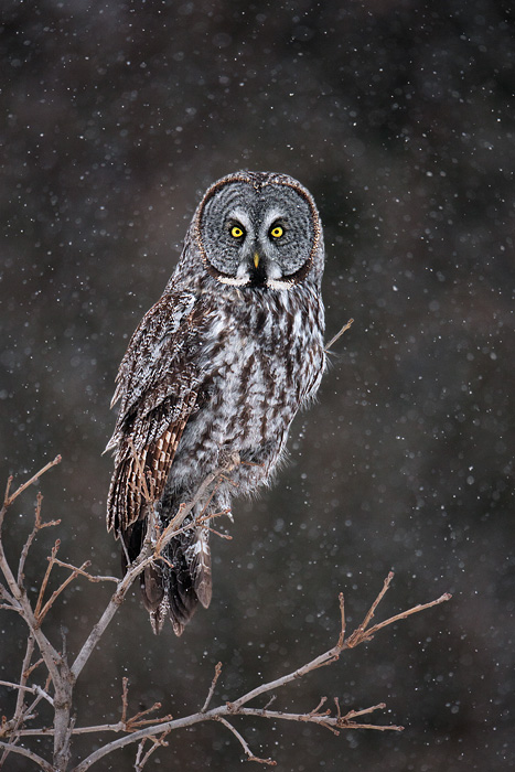 Great Gray Owl