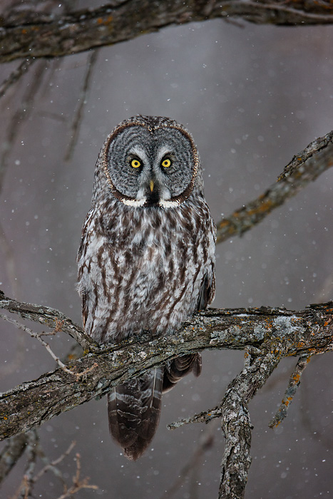 Great Gray Owl