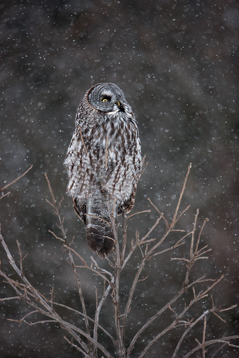 Great Gray Owl