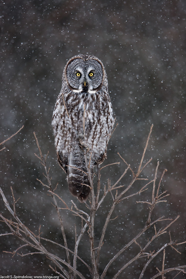 Great Gray Owl