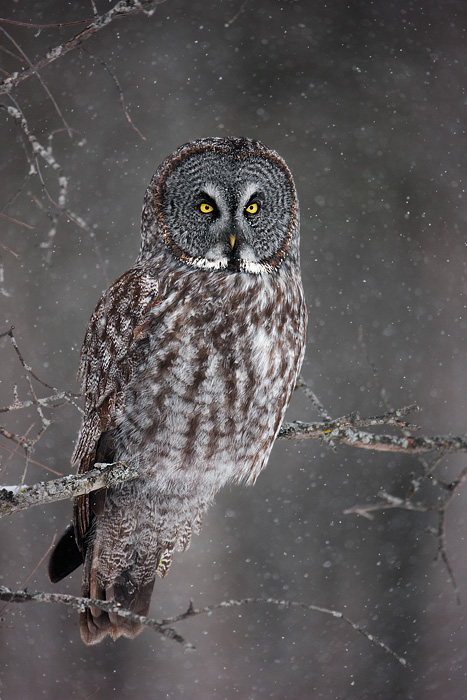 Great Gray Owl