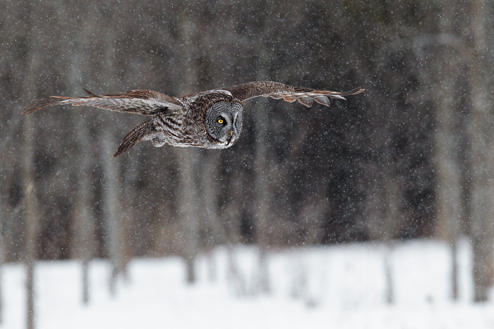 Great Gray Owl