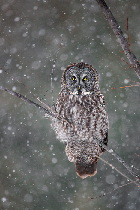 Great Gray Owl