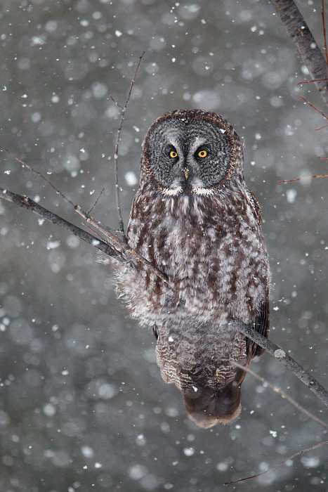 Great Gray Owl