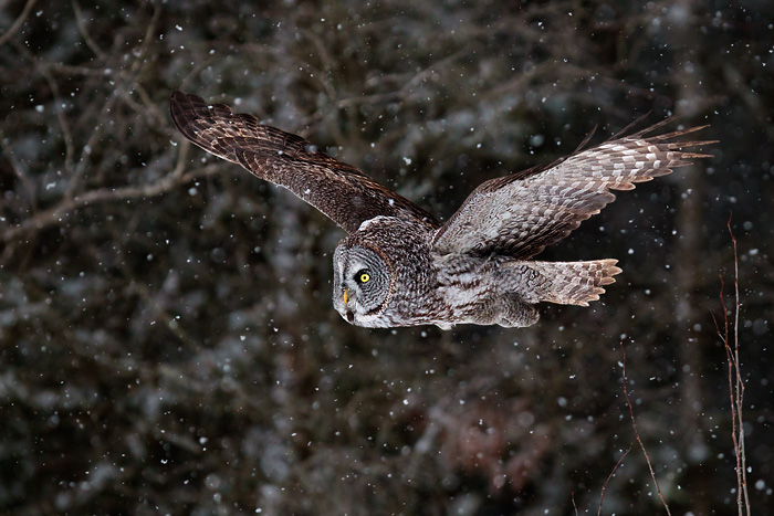 Great Gray Owl