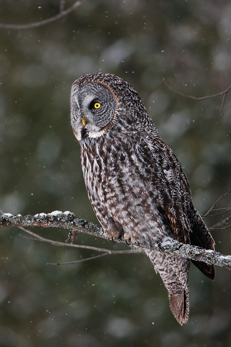 Great Gray Owl