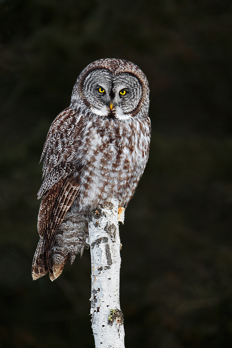 Great Gray Owl