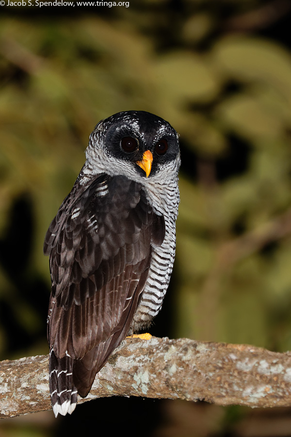 Black-and-white Owl